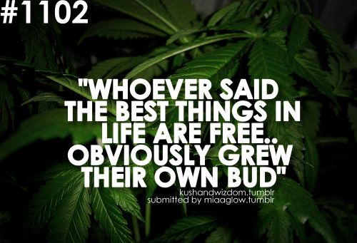 Whoever said the best things in life are free obviously grew their own weed